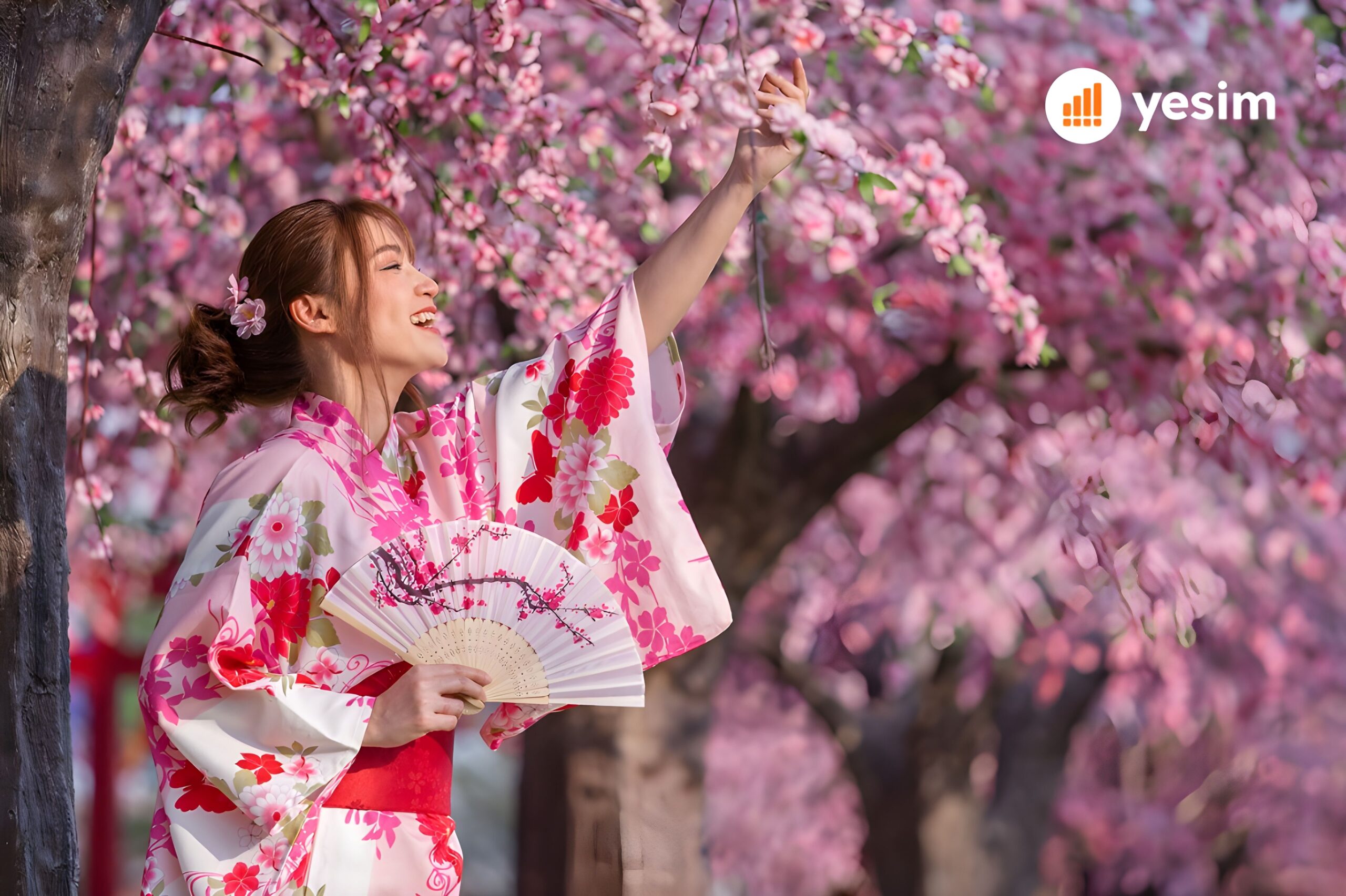 Cherry Blossoms in Japan