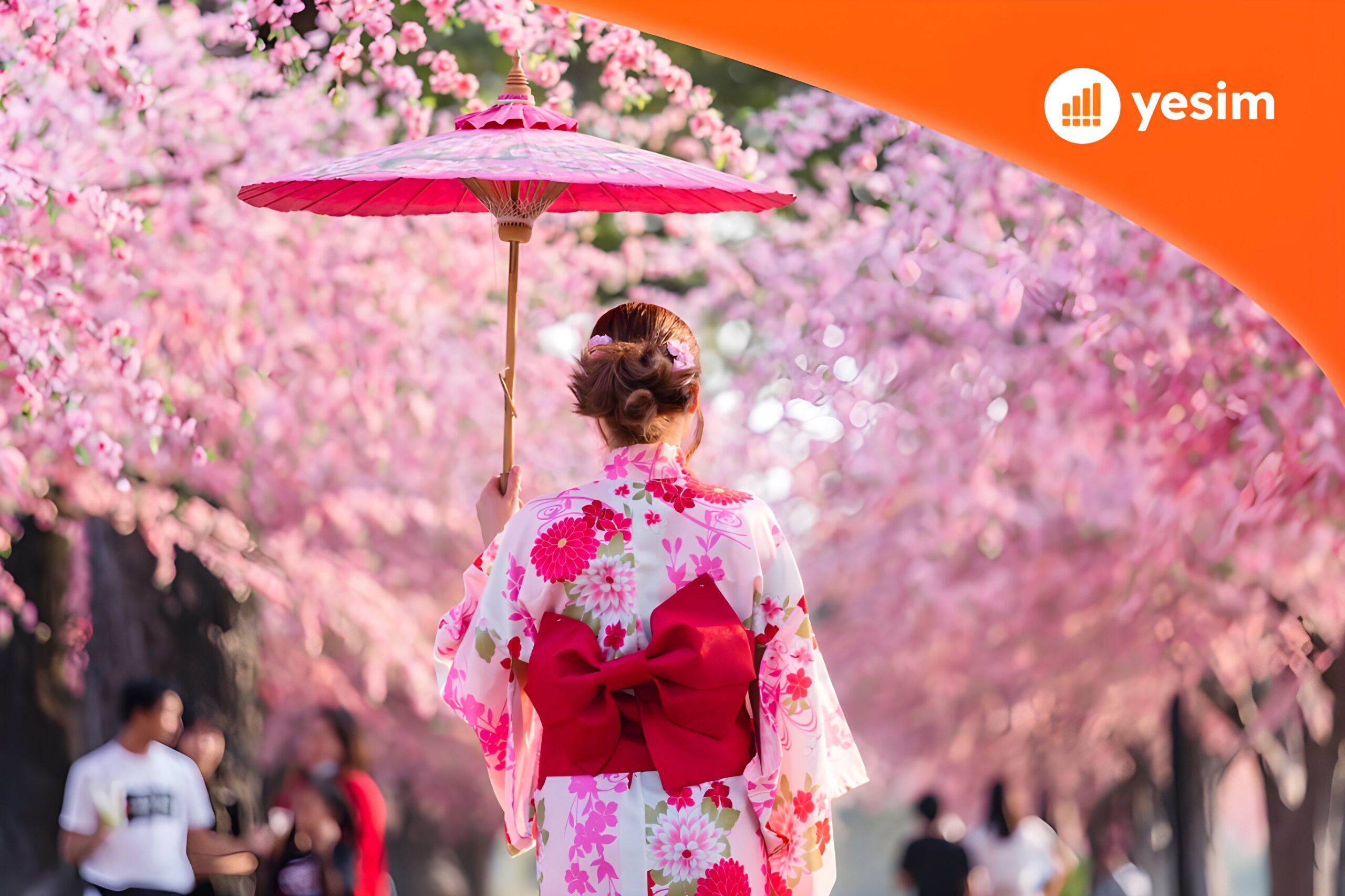 Cherry Blossoms in Japan
