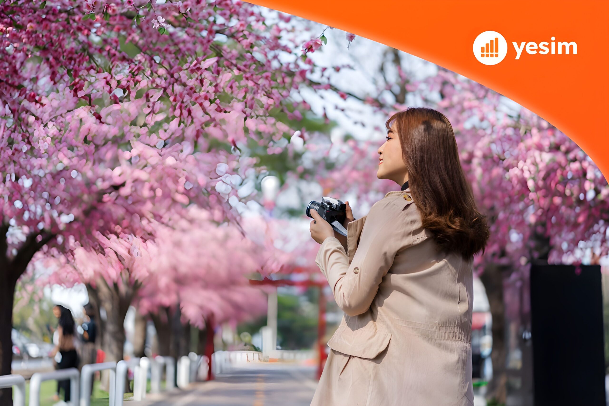 Cherry Blossoms in Japan