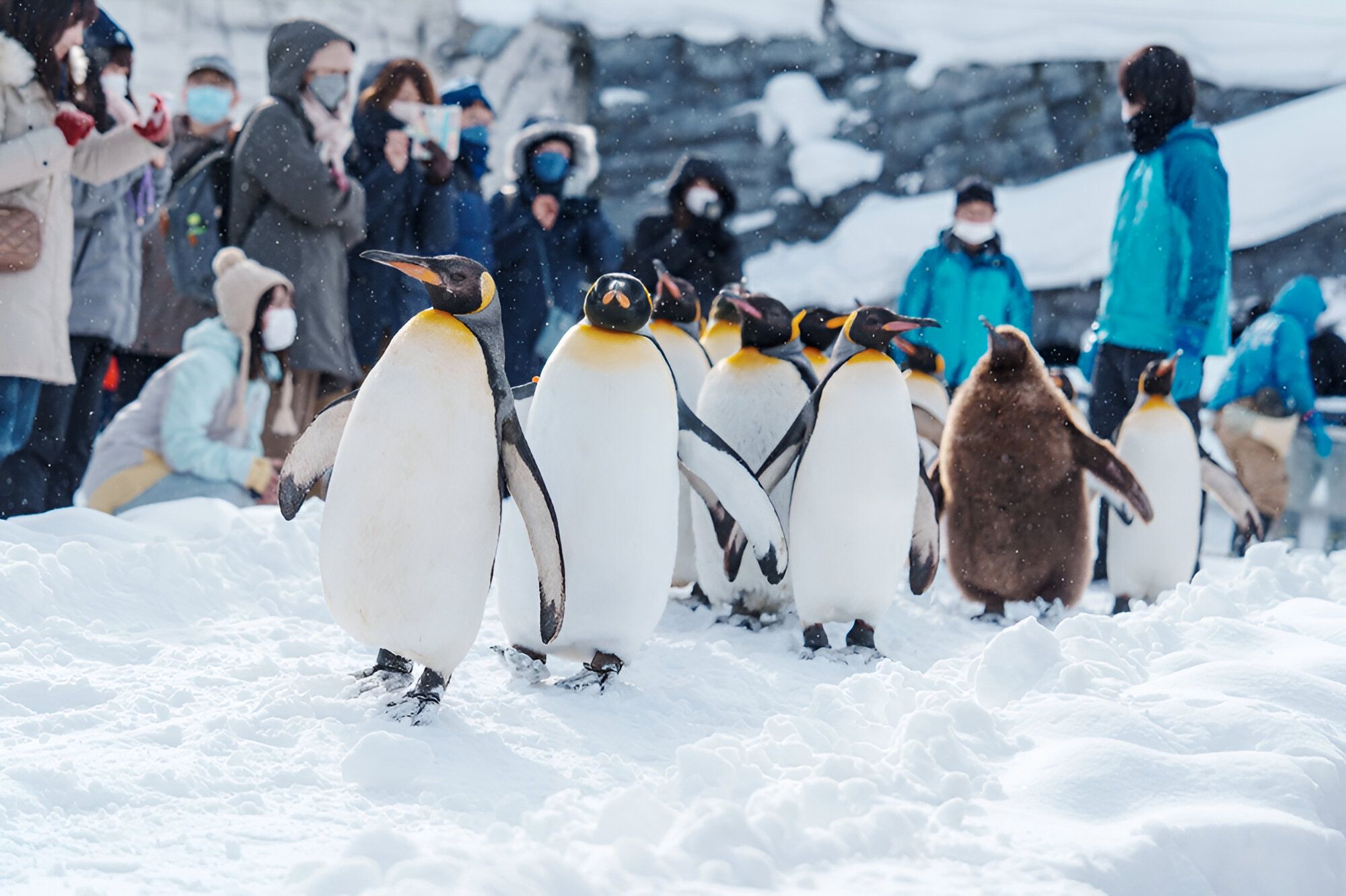 Pingüinos en el zoo